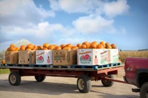 pumpkins, harvest, thanksgiving, autumn, fall, crates, pumpkin farm, halloween