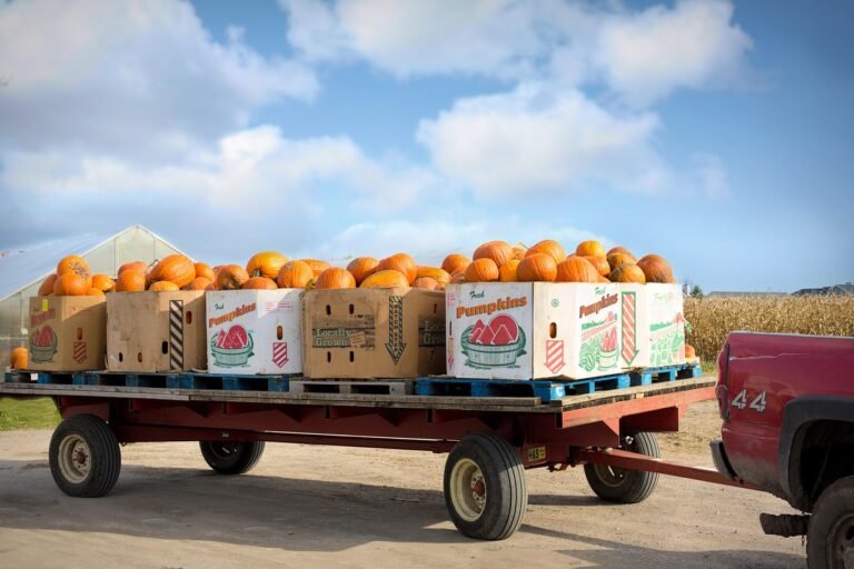 pumpkins, harvest, thanksgiving, autumn, fall, crates, pumpkin farm, halloween