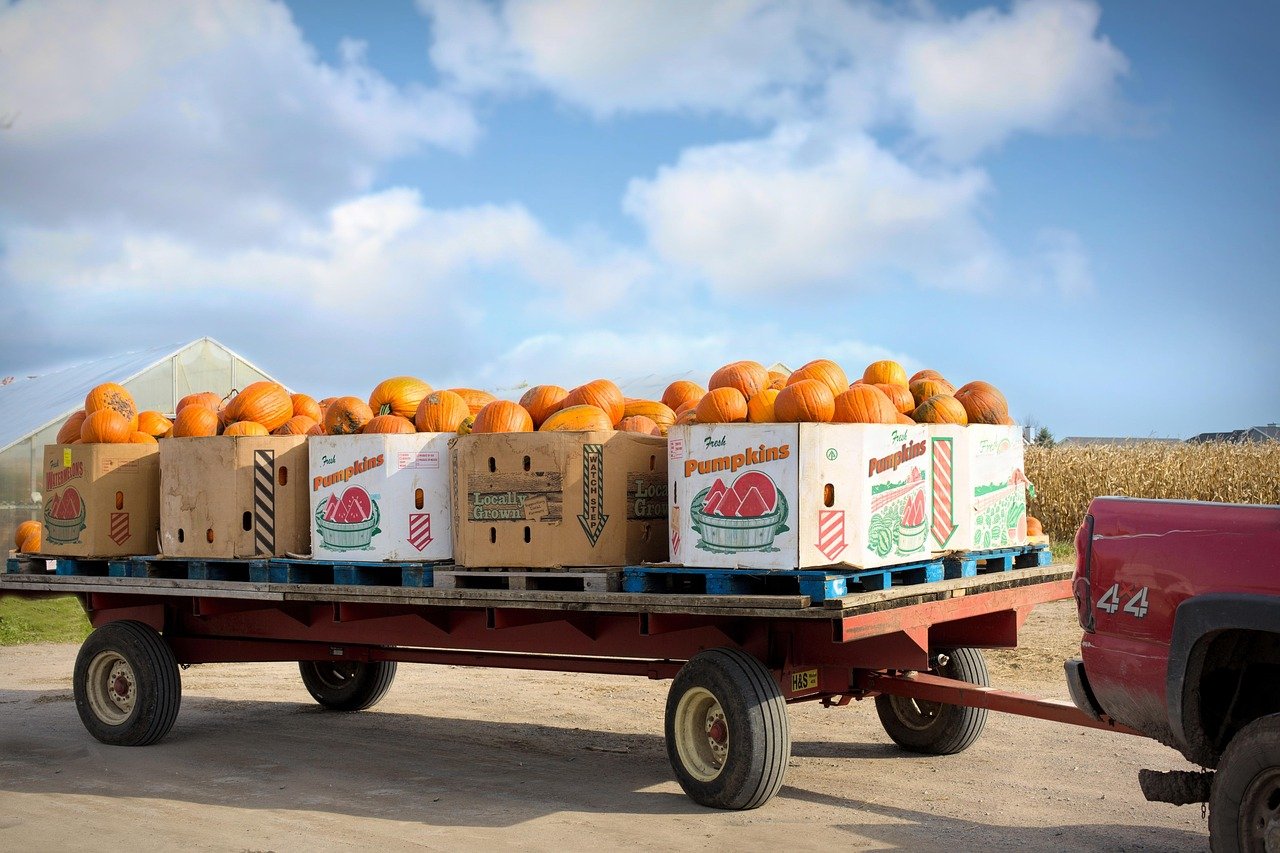 pumpkins, harvest, thanksgiving, autumn, fall, crates, pumpkin farm, halloween