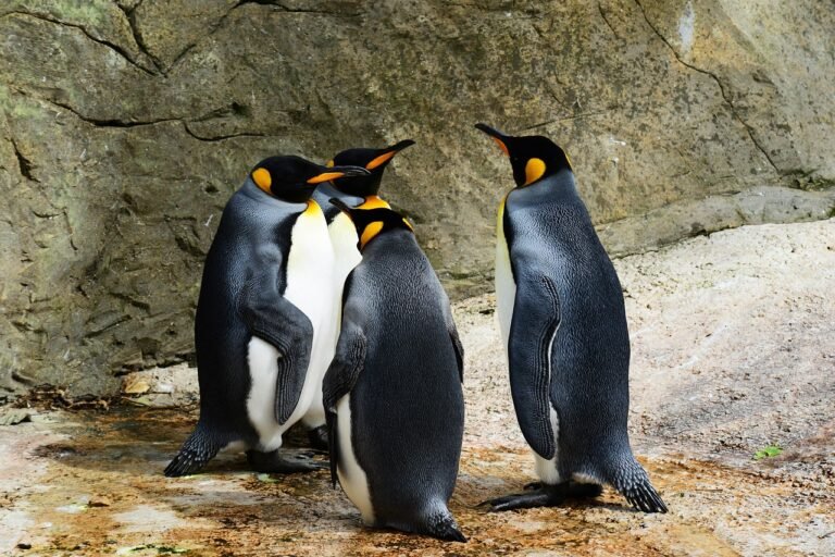 king penguins, birds, animals, penguins, wildlife, fauna, wilderness, flightless birds, animal world, wildlife photography, nature, penguins, penguins, penguins, penguins, penguins