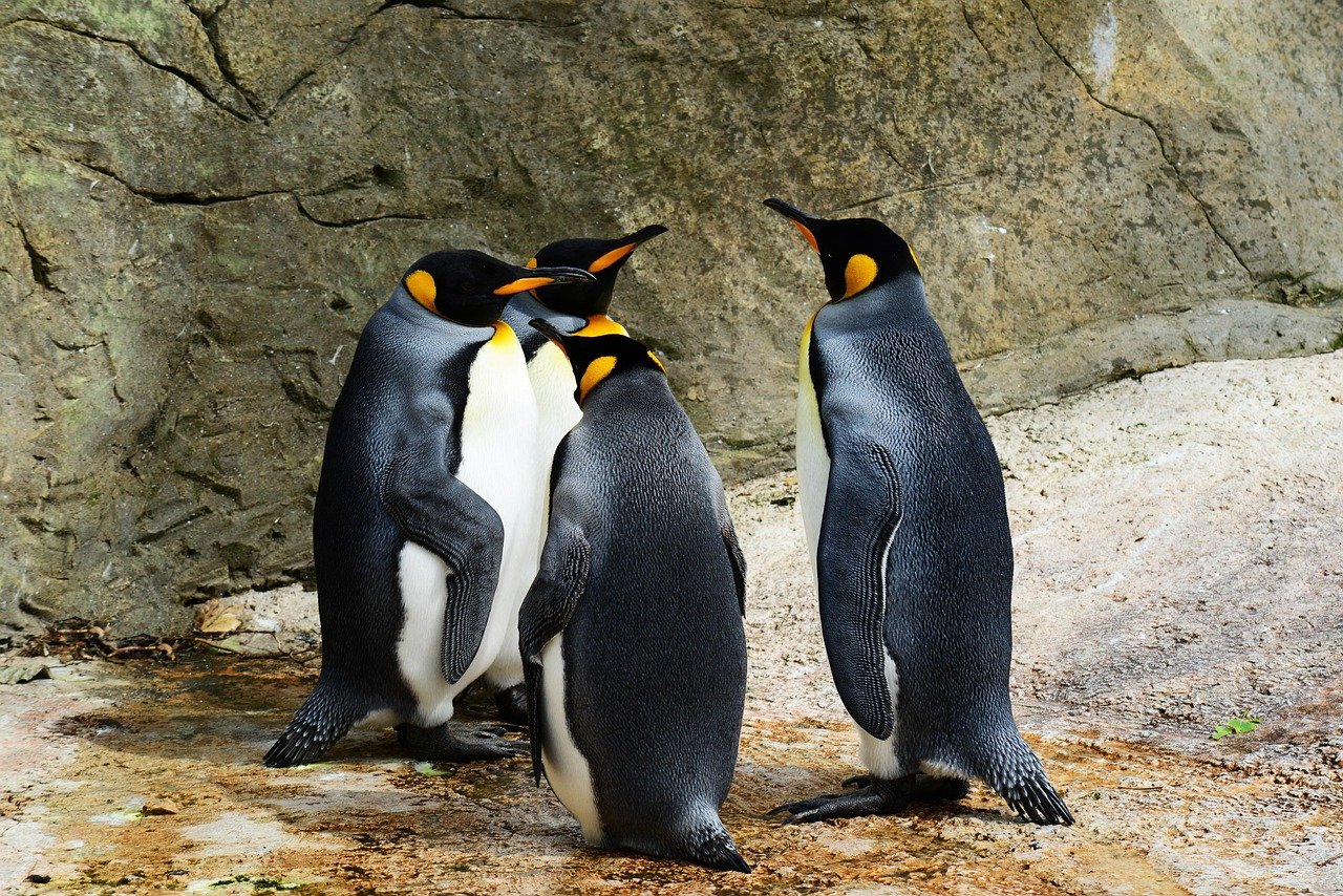 king penguins, birds, animals, penguins, wildlife, fauna, wilderness, flightless birds, animal world, wildlife photography, nature, penguins, penguins, penguins, penguins, penguins